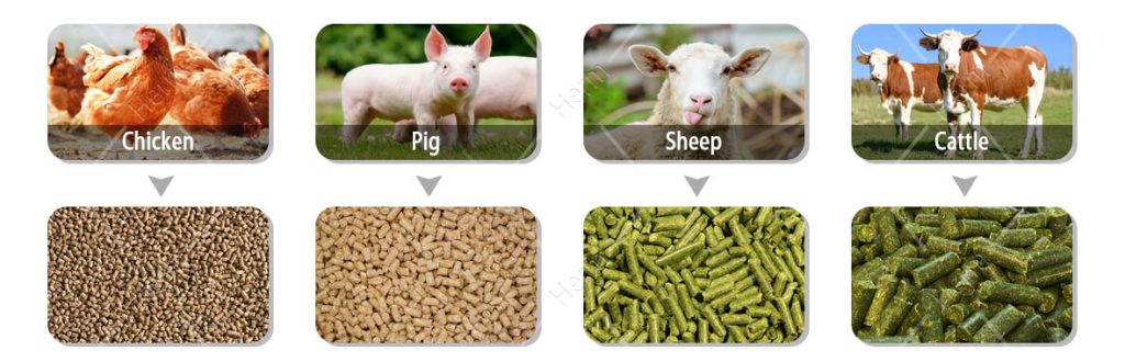 animals_and_animal_feed