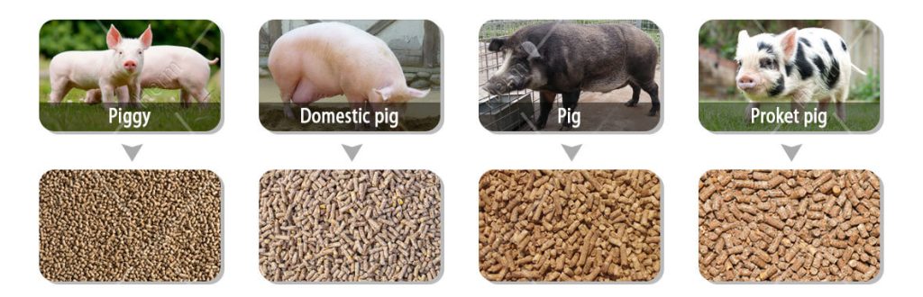 pig_feed_making_machine_supplier