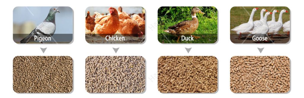 poultry_feed_processing_plant_supplier