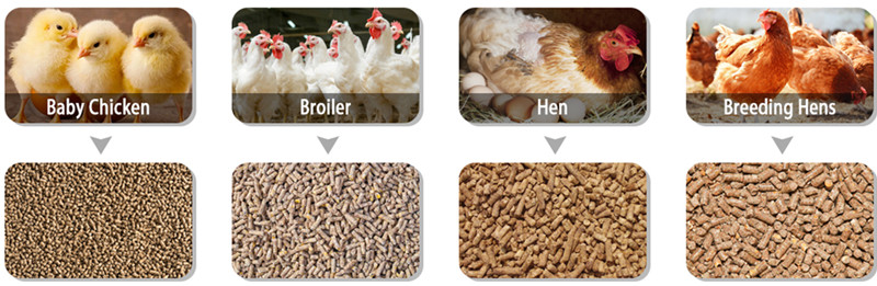 Her_Machinery_Produces_Affordable_Feed_Pellet_Mill_Machine_For_The_Poultry  (2)